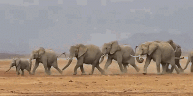 BOTSWANA: THE SANCTUARY OF ELEPHANTS DIEULOIS