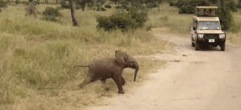 RUN For Elephants PETIT-DIEULOIS